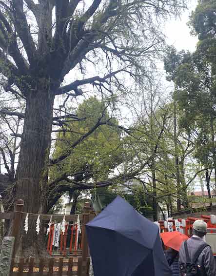 銀杏